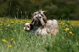 SHIH TZU 258
